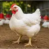 Boiler Chicken