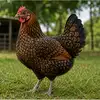 Kakrel Chicken