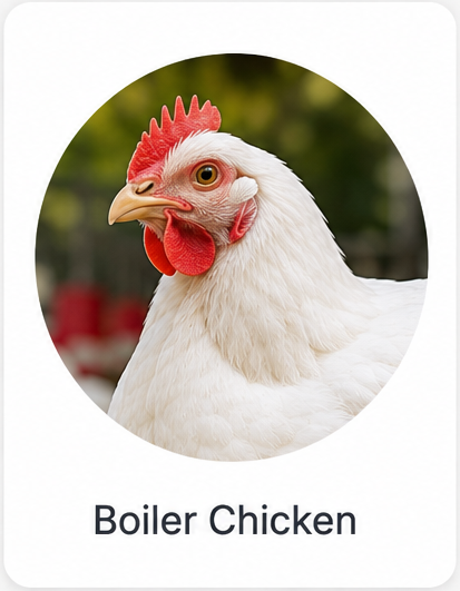 Boiler Chicken